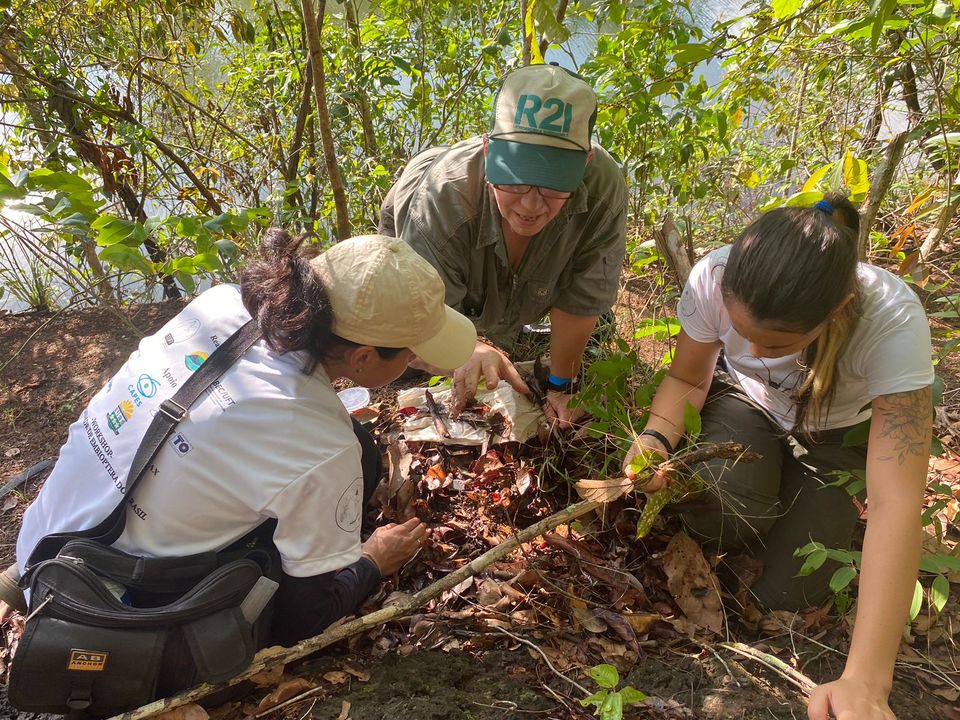 Entre as atividades ocorreram coleta de embiópteros em Taquaruçu (Foto: Divulgação/CEUFT)